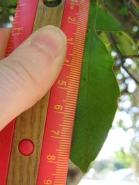            Unifoliolate leaf (Winter Haven, FL)   