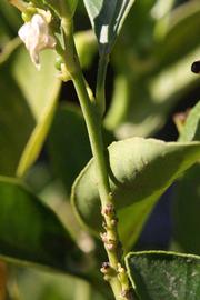              First year twig (Riverside, CA)       