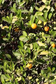              Sun leaves (Riverside, CA)       