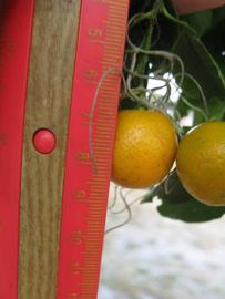                  Fruit of Calamondin (Winter Haven,   FL)       