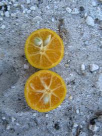                  Fruit of Calamondin (Winter Haven,   FL)       