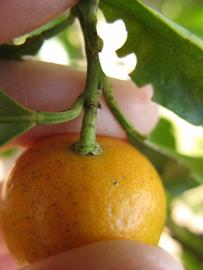              Fruit (Riverside, CA)       