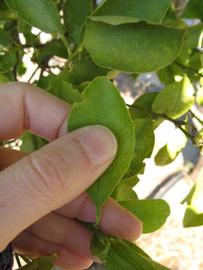            Unifoliolate leaf (Winter Haven, FL)   