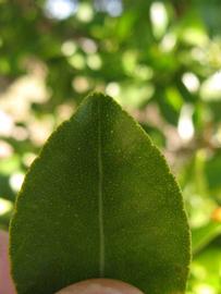                 Margin (Winter Haven, FL)       