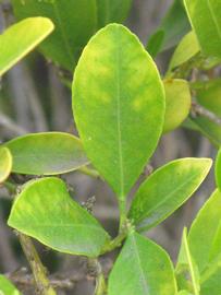              Unifoliolate leaf of  Citrus reticulata    x  Fortunella  sp.        (Calamondin, Riverside,   CA)       
