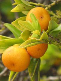              Fruit of  Citrus reticulata  x    Fortunella  sp.        (Calamondin, Riverside, CA)       