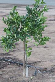            Habit (Riverside, CA)   