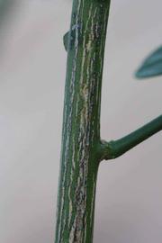              Second - third year twig (Riverside, CA)       