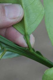              Petiole (Riverside, CA)       