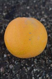              Fruit (Riverside, CA)       