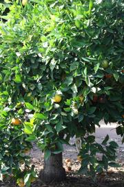            Habit (Riverside, CA)   