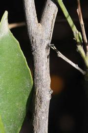              Second - third year twig (Riverside, CA)       