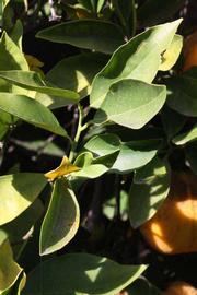            Sun leaves (Riverside, CA)   
