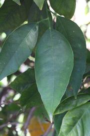            Unifoliolate leaf (Riverside, CA)   