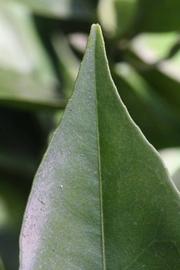              Margin (Riverside, CA)       