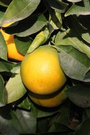              Fruit (Riverside, CA)       