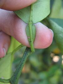              Petiole (Winter Haven, FL)       