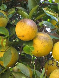              Fruit (Winter Haven, FL)       