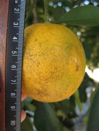              Fruit (Winter Haven, FL)       