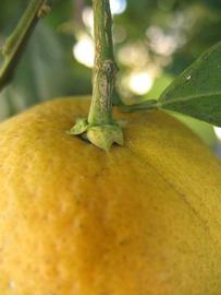              Fruit (Winter Haven, FL)       