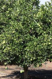              Habit (Riverside, CA)       