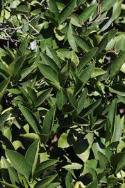              Sun leaves (Riverside, CA)       