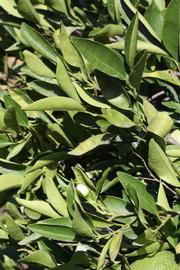              Sun leaves (Riverside, CA)       