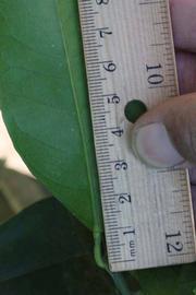            Unifoliolate leaf (Riverside, CA)   