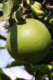              Immature fruit (Riverside, CA)       