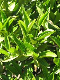              Sun leaves (Riverside, CA)       