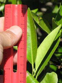            Unifoliolate leaf (Riverside, CA)   