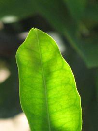              Margin (Riverside, CA)       