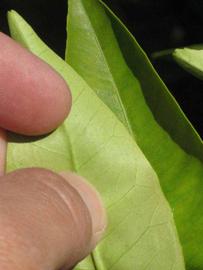              Margin (Riverside, CA)       