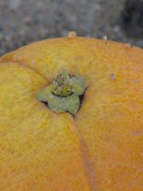              Fruit (Riverside, CA)       