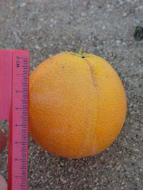              Fruit (Riverside, CA)       