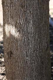              Bark (Riverside, CA)       