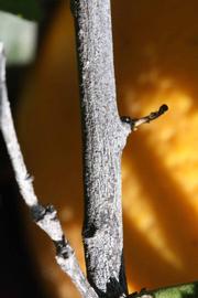              Second - third year twig (Riverside, CA)       