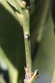              First year twig (Riverside, CA)       