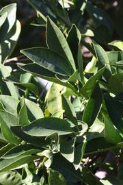            Sun leaves (Riverside, CA)   