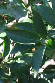            Shade leaves (Riverside, CA)   
