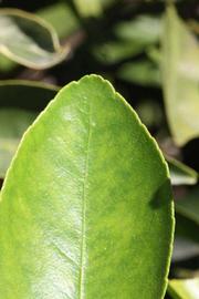              Margin (Riverside, CA)       