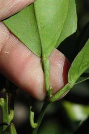              Petiole (Riverside, CA)       