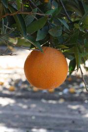              Fruit (Riverside, CA)       