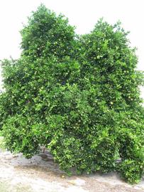              Habit (Winter Haven, FL)       