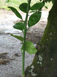              Shade leaves (Winter Haven, FL)       