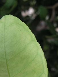              Margin (Winter Haven, FL)       