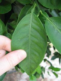            Unifoliolate leaf (Winter Haven, FL)   