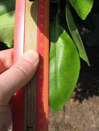            Unifoliolate leaf (Winter Haven, FL)   