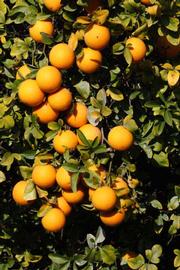              Fruit (Riverside, CA)       