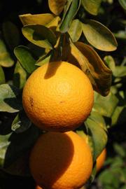              Fruit (Riverside, CA)       